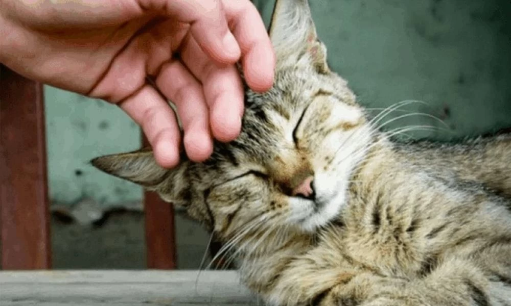 Μια ξεχωριστή γάτα που υπεραγαπάει το νερό (βίντεο)